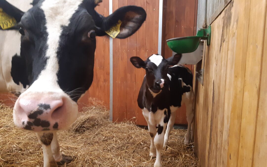 Zastosowanie leków hormonalnych w rozrodzie krów