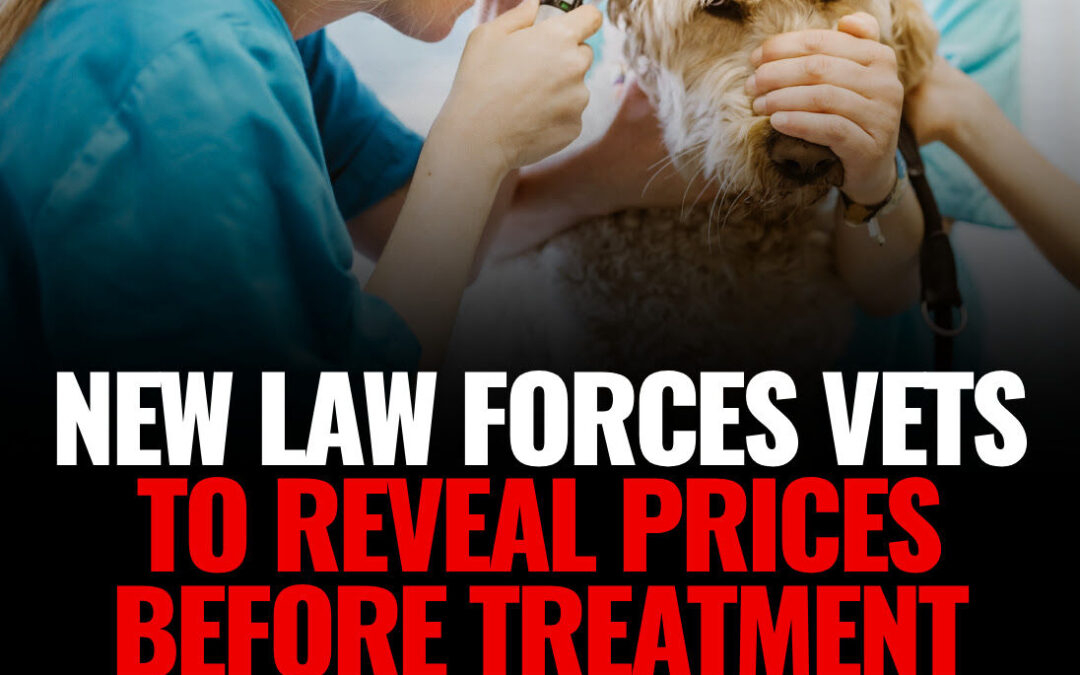 Nowe przepisy dotyczące świadczenia usług weterynaryjnych w UK